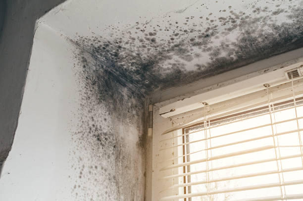 Affordable Mold Remediation solutions in Hyattsville, MD