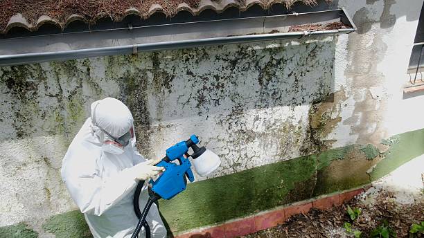 Top rated local Mold Remediation specialists in Hyattsville, MD